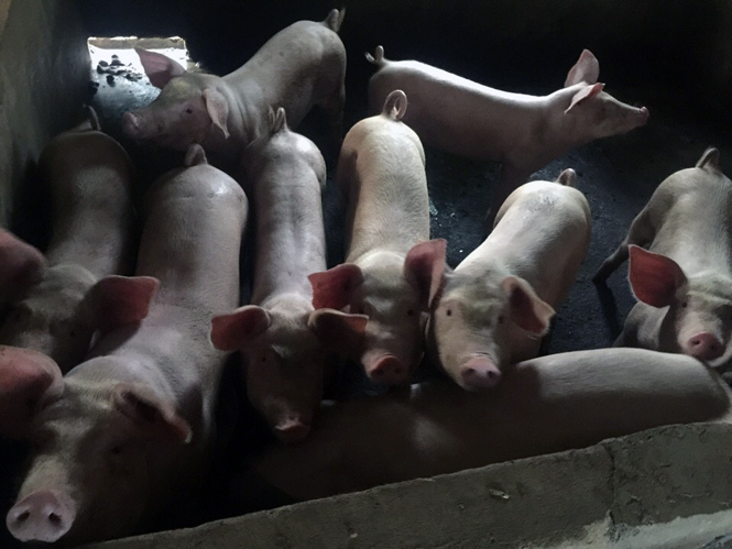 Việc lưu thông, vận chuyển, buôn bán, giết mổ lợn và các sản phẩm từ lợn trên địa bàn xã Vạn Ninh, huyện Quảng Ninh được trở lại bình thường
