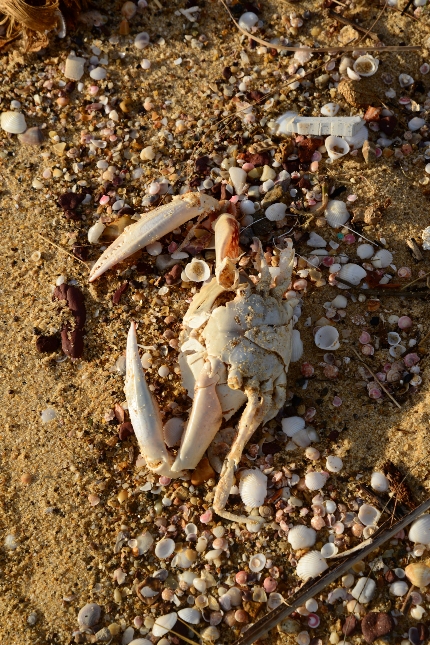 Trên bờ biển Nhân Trạch có rất nhiều loại hải sản chết trôi dạt vào bờ