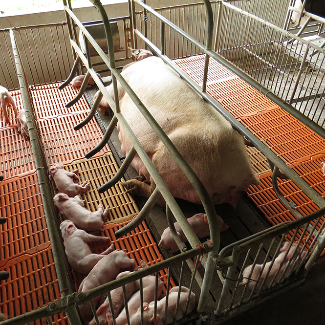 Lợn nái ở trang trại ông Hải được nuôi trong phòng điều hòa và được chăm sóc kỹ lưỡng.