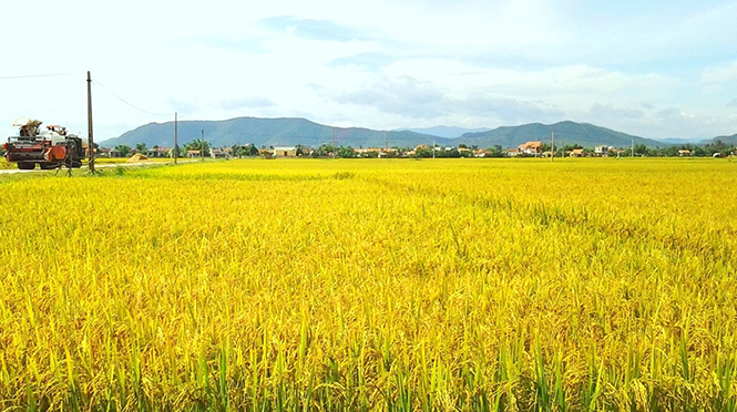 Mô hình thâm canh lúa cải tiến SRI tại xã Quảng Lộc, thị xã Ba Đồn.