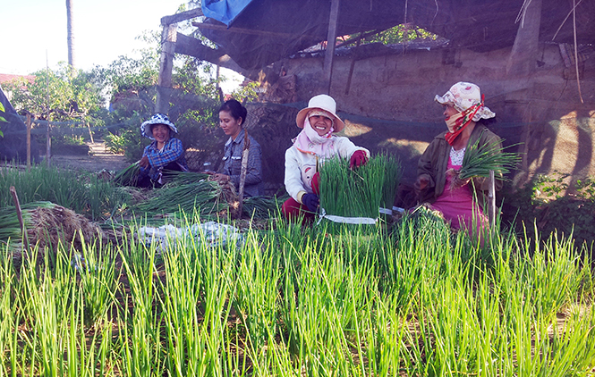  Những mô hình trồng hành trên cát cho thu nhập cao của phụ nữ xã Bảo Ninh mang đậm dấu ấn hỗ trợ của Quỹ HTPNPT Quảng Bình.
