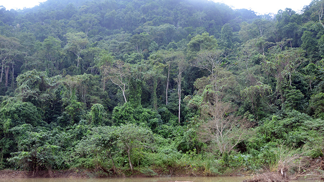 Rừng Động Châu là khu vực đa dạng sinh học và giàu trữ lượng gỗ quý cần được bảo vệ nghiêm ngặt.
