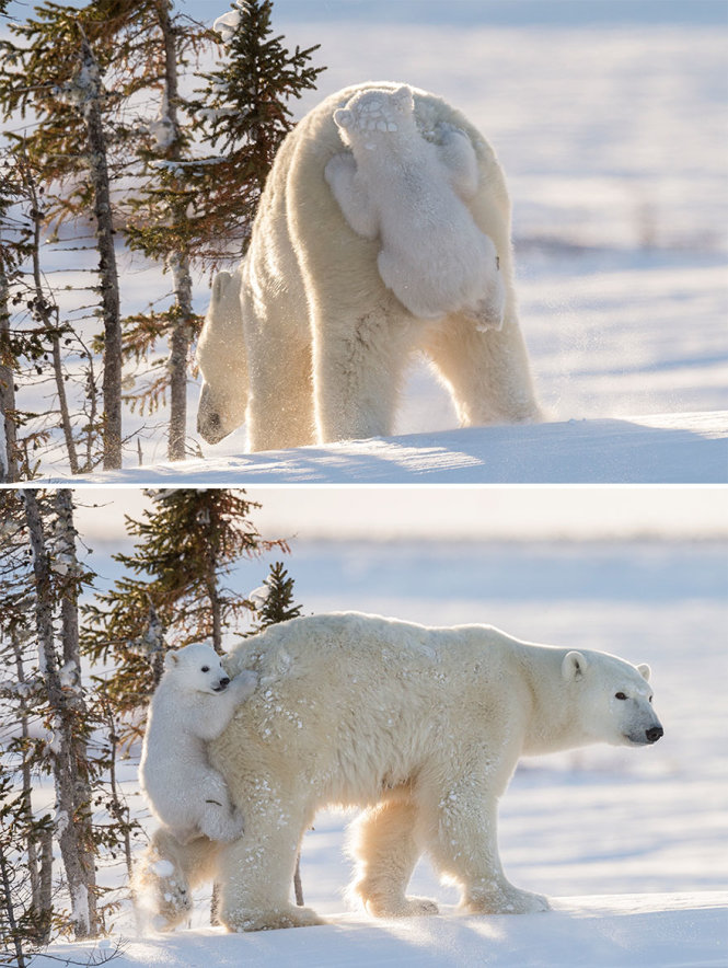  Những lúc lười, gấu con lại ôm chặt để mẹ mang đi ​