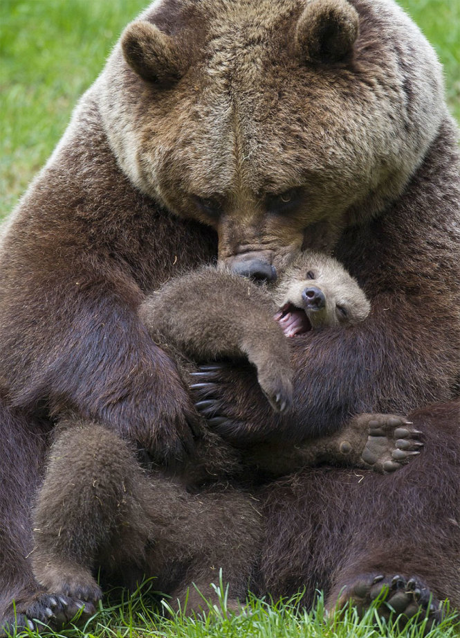 Gấu con trong vòng tay mẹ ​