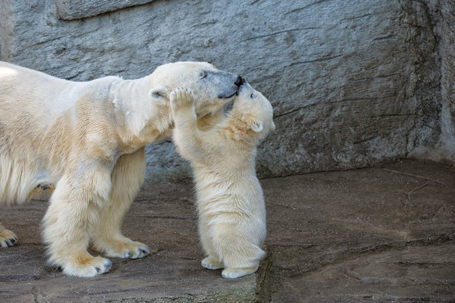 Một gấu con đang âu yếm ôm mặt mẹ ​