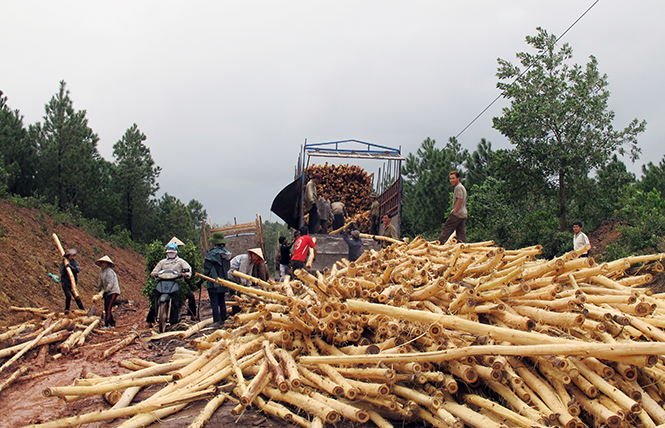 Phong trào trồng rừng kinh tế phát triển đã mang lại thu nhập ổn định cho người dân Hợp Bàn.