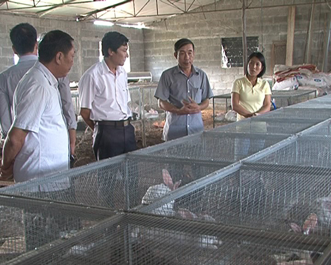 Mô hình nuôi thỏ thương phẩm của gia đình chị Nguyễn Thị Sương