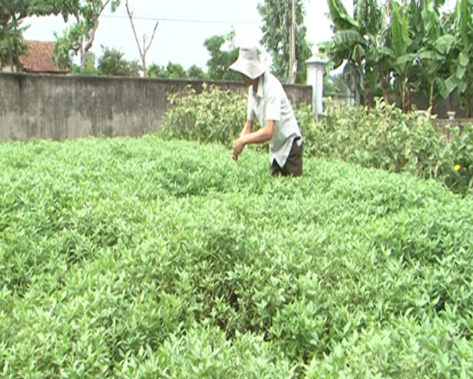 Vườn rau của anh Trương Quang Viễn đang vào mùa thu hoạch.