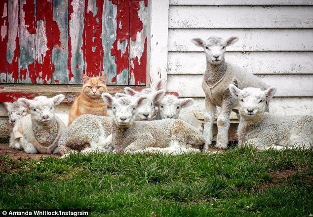  Steve thường bỏ ra ngoài vui chơi với lũ cừu. (Nguồn: catdailynews.com)