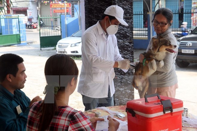Tiêm vắcxin phòng ngừa bệnh dại cho chó. (Ảnh: TTXVN/Vietnam+)