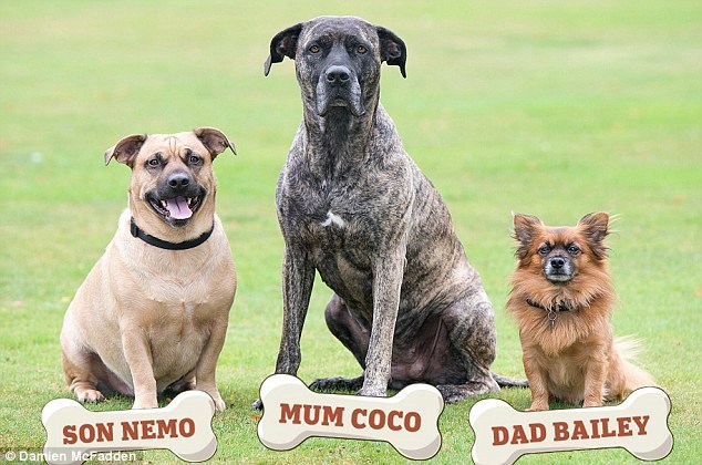 Gia đình chó độc đáo. (Nguồn: dailymail.co.uk)