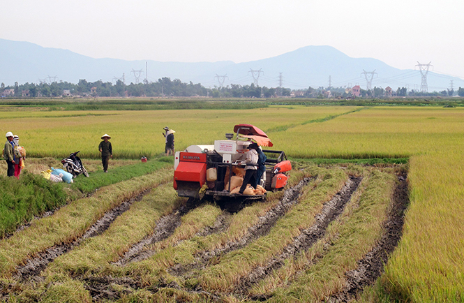 Ảnh 4 : Sản lượng lúa hè-thu toàn huyện Quảng Trạch đạt 17.514 tấn, vượt kế hoạch đề ra.