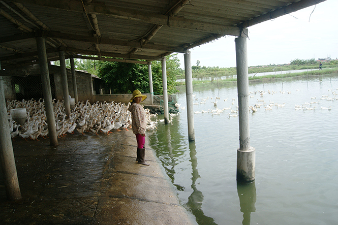 Mô hình nuôi cá, vịt của chị Phạm Thị Thu Thủy, thôn Tú Loan 1, xã Quảng Hưng mang lại thu nhập gần 300 triệu đồng mỗi năm.