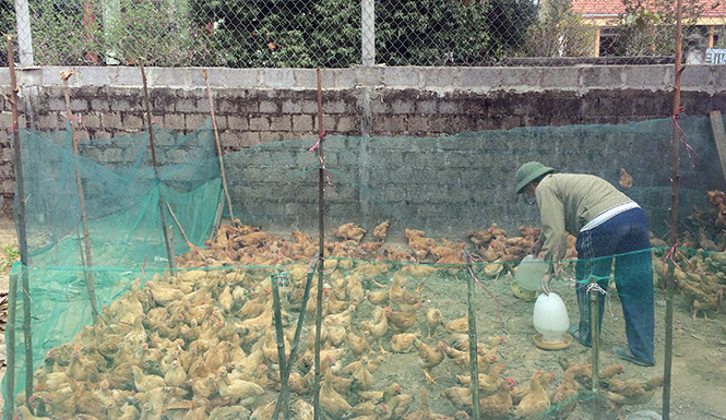 Mô hình chăn nuôi lợn và gà của hội viên Trần Thị Hiền ở thôn Trường Dục (Xã Hiền Ninh).