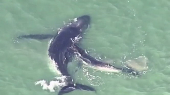  Cá voi con đang cố đẩy mẹ ra khỏi chỗ bãi cát - Ảnh chụp từ clip
