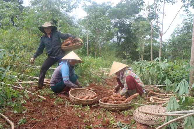 Nông dân xã Phú Định, huyện bố Trạch thu hoạch diện tích sắn bị đổ do lũ.