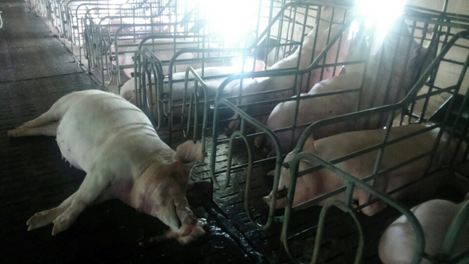 Lợn trong trại Đặng Thị Ánh bị ngâm nước lũ chết trên 1.200 con.