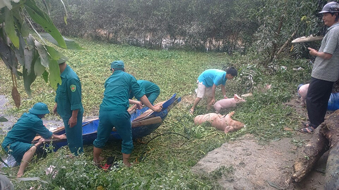 Lực lượng chức năng xử lý gia súc bị chết tại xã Thuận Đức (TP Đồng Hới)        