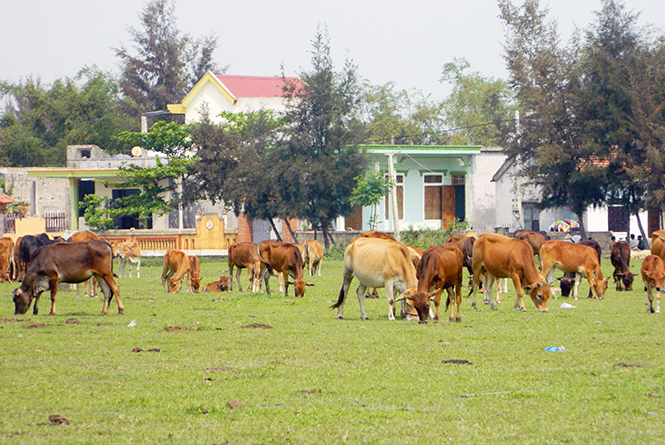 Mô hình chăn nuôi trâu bò theo hướng tập trung mang lại hiệu quả kinh tế cao của hội viên phụ nữ Ba Đồn.