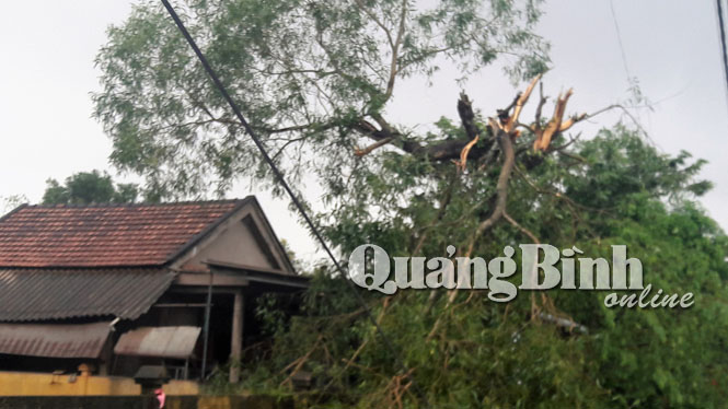 Một cây cổ thụ tại xã Phú Thủy bị lốc xoáy quật gãy tan tác.