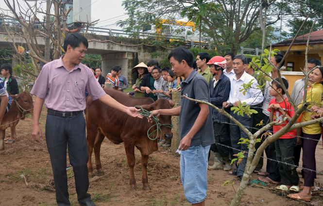 20 hộ dân xã Châu Hóa (Tuyên Hóa) được tặng bò giống để khôi phục đời sống sau lũ.