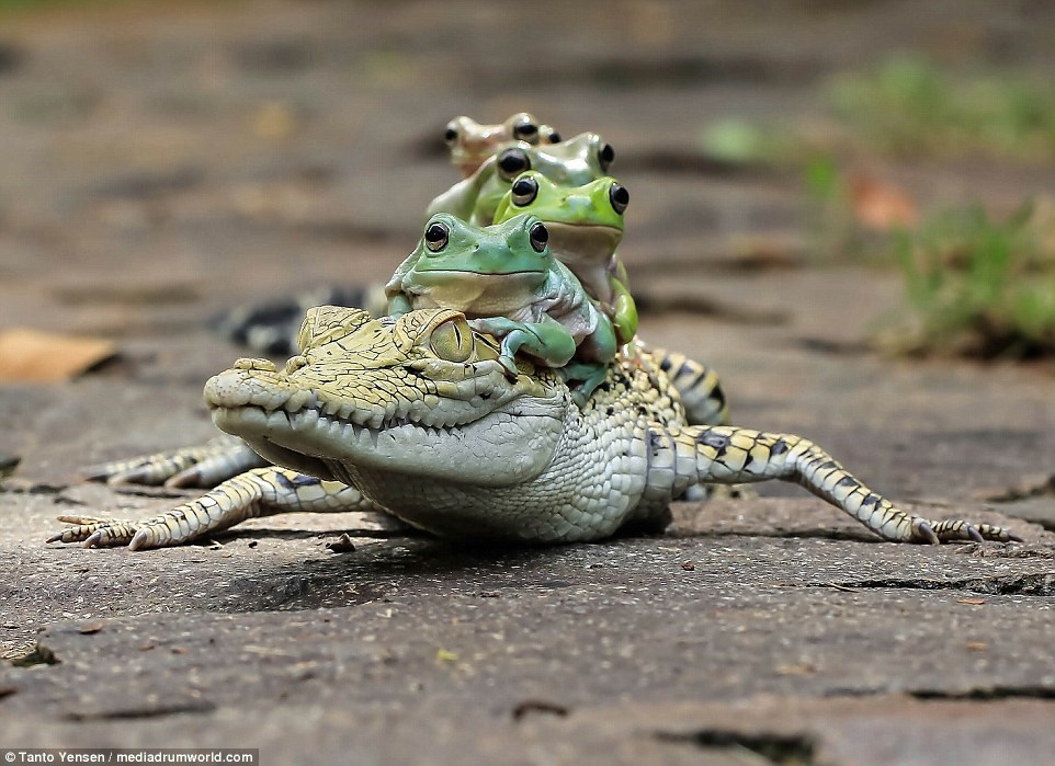 Lần lượt từng con ếch leo lên lưng chú cá sấu. (Nguồn: Tanto Yensen)