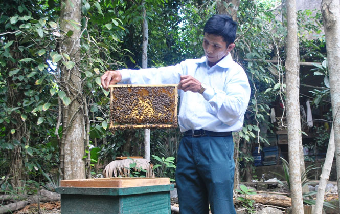 Nghề nuôi ong lấy mật mang lại thu nhập khá cho nhiều hộ dân ở xã Trường Xuân.