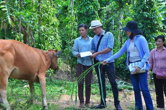 MC Thanh Dũng (thành phố Hồ Chí Minh) tặng bò cho gia đình chị Dư Thị Hoài Phương, thôn 5, Xuân Trạch (Bố Trạch) thông qua kết nối của các phóng viên Đài Truyền thanh Bố Trạch.
