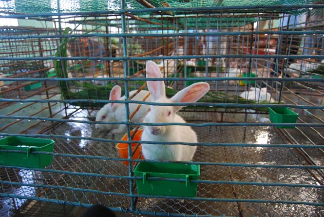 Mô hình nuôi thỏ trắng NewZealand hiện đang triển khai tại Trung tâm dạy nghề và hỗ trợ nông dân – Hội Nông dân tỉnh.