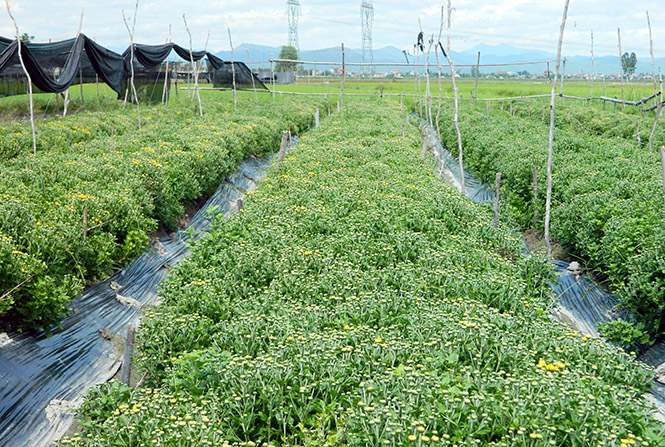 Mô hình trồng hoa tại phường Quảng Long.