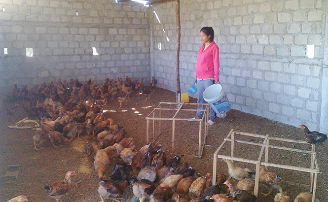 Mô hình chăn nuôi gà của gia đình anh Hồ Văn Minh.