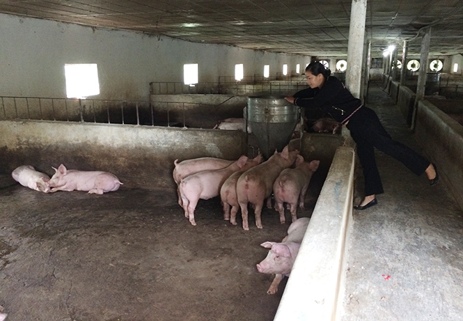  Mặc dù gắng gượng hết sức, nhưng cũng phải 1,5 năm nữa, trang trại của chị Đặng Thị Ánh ở Thuận Đức (TP.Đồng Hới) mới được phục hồi như trước.