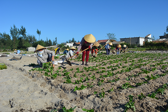Nông dân xã Hải Ninh đang tiến hành trồng khoai lang vụ đông.