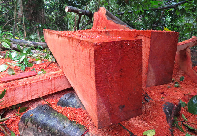 Hiện trường vụ khai thác gỗ trái phép tại xã Hóa Sơn, huyện Minh Hóa. Ảnh: P.V