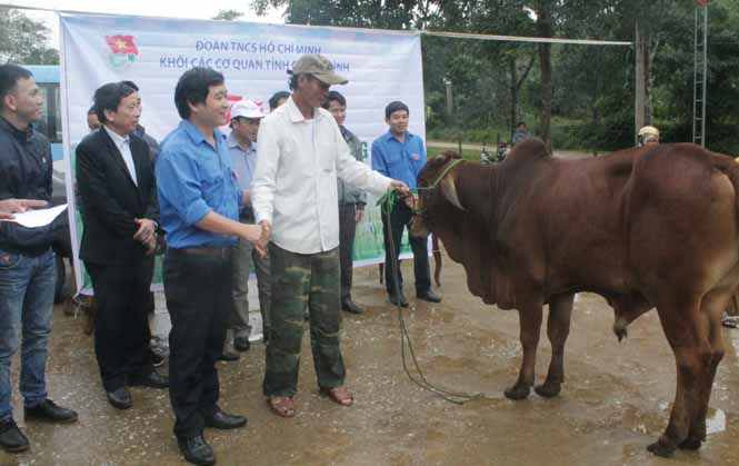  Đại diện Đoàn Khối các cơ quan tỉnh trao tặng bò cho người dân