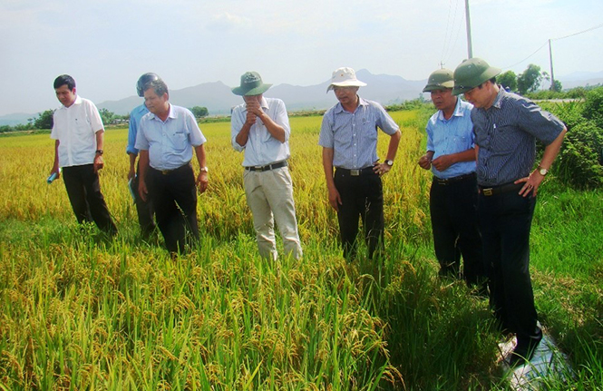 Mô hình sử dụng phân hữu cơ vi sinh Quế Lâm trong sản xuất giống lúa Bắc Thơm 7 tại HTX Dịch vụ nông nghiệp Lương Yến (xã Lương Ninh, huyện Quảng Ninh).