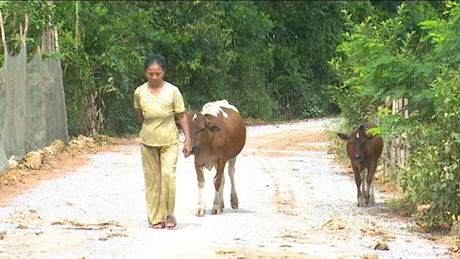 Nhiều hộ nghèo xã Quảng Minh đã có thêm sinh kế khi tham gia dự án Ngân hàng bò.