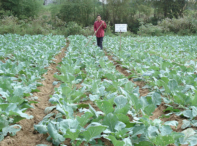 Vùng chuyên canh trồng rau ở Bảo Ninh.