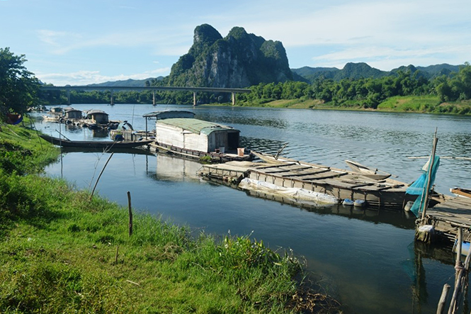 Nuôi cá trắm cỏ là một lợi thế của người dân huyện Tuyên Hóa.