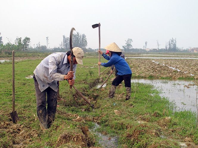 Nông dân Quảng Trạch nạo vét kênh mương nội đồng phục vụ sản xuất đông-xuân 2016-2017.