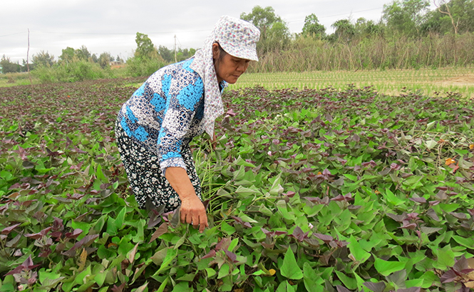 Người dân thôn Cừa Phú bắt đầu trồng khoai trở lại nhưng còn ở dạng nhỏ lẻ, tự phát.