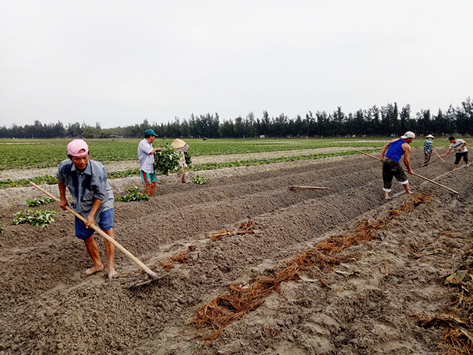 Nông dân phường Quảng Phúc thực hiện 10 ha cánh đồng mẫu ngô lớn.