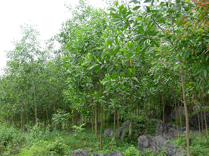 Rừng trồng sản xuất của người dân huyện Bố Trạch.