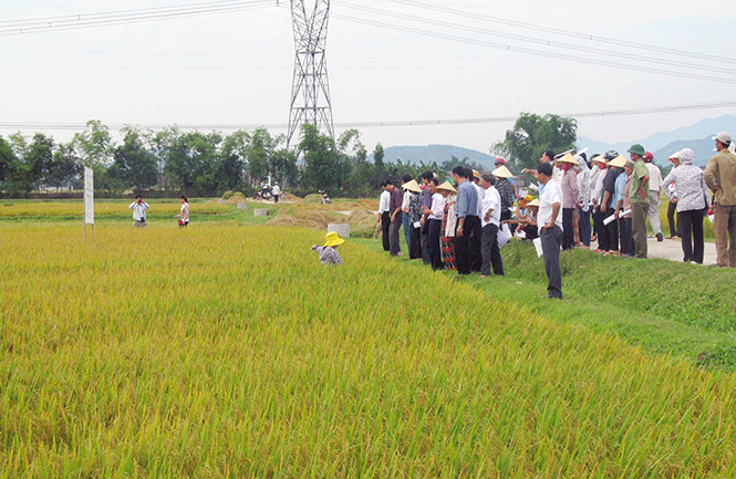 Thành công của chuỗi lúa gạo của HTX SXKD dịch vụ nông nghiệp Mỹ Lộc Thượng đã nâng cao giá trị sản xuất, tăng thu nhập cho người dân.