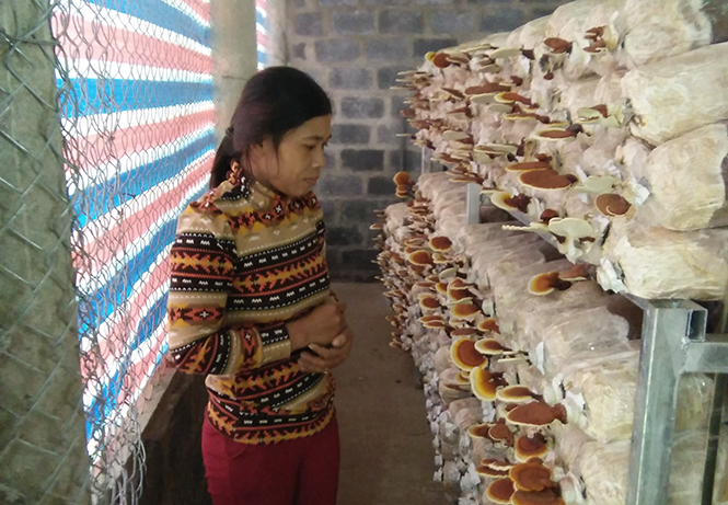 Sản phẩm nấm linh chi của HTX Sản xuất nấm sạch và Kinh doanh nông nghiệp Tuấn Linh được ưa chuộng trên thị trường.