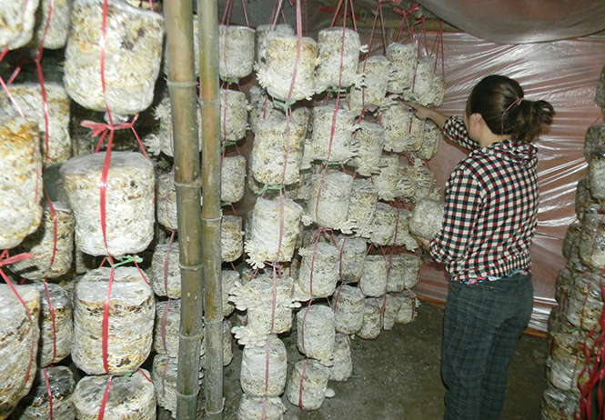 Nông dân xã Tiến Hoá mạnh dạn xây dựng mô hình trồng nấm để phát triển kinh tế.