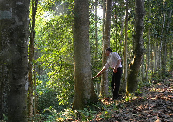 Nông dân Tuyên Hoá chú trọng phát triển kinh tế rừng.