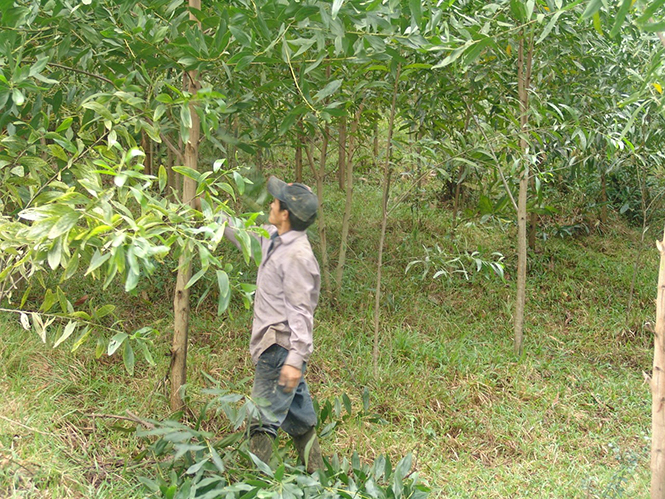 Mô hình trồng rừng ở Hóa Phúc phát huy hiệu quả.