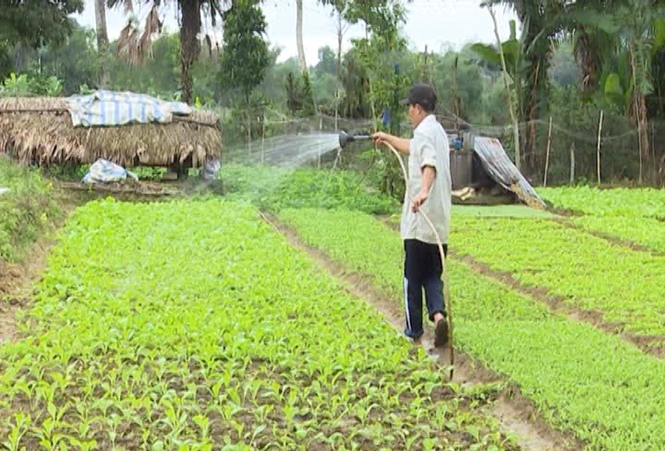 Nông dân Tuyên Hóa chăm sóc rau màu chuẩn bị phục vụ cho Tết Nguyên đán 2017.