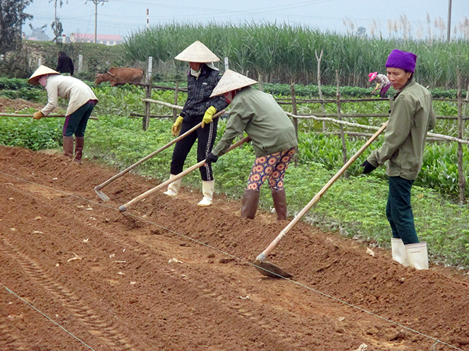 Mô hình ươm cây giống cho hiệu quả kinh tế cao gấp 5-7 lần trồng lúa ở Quảng Liên (Quảng Trạch).